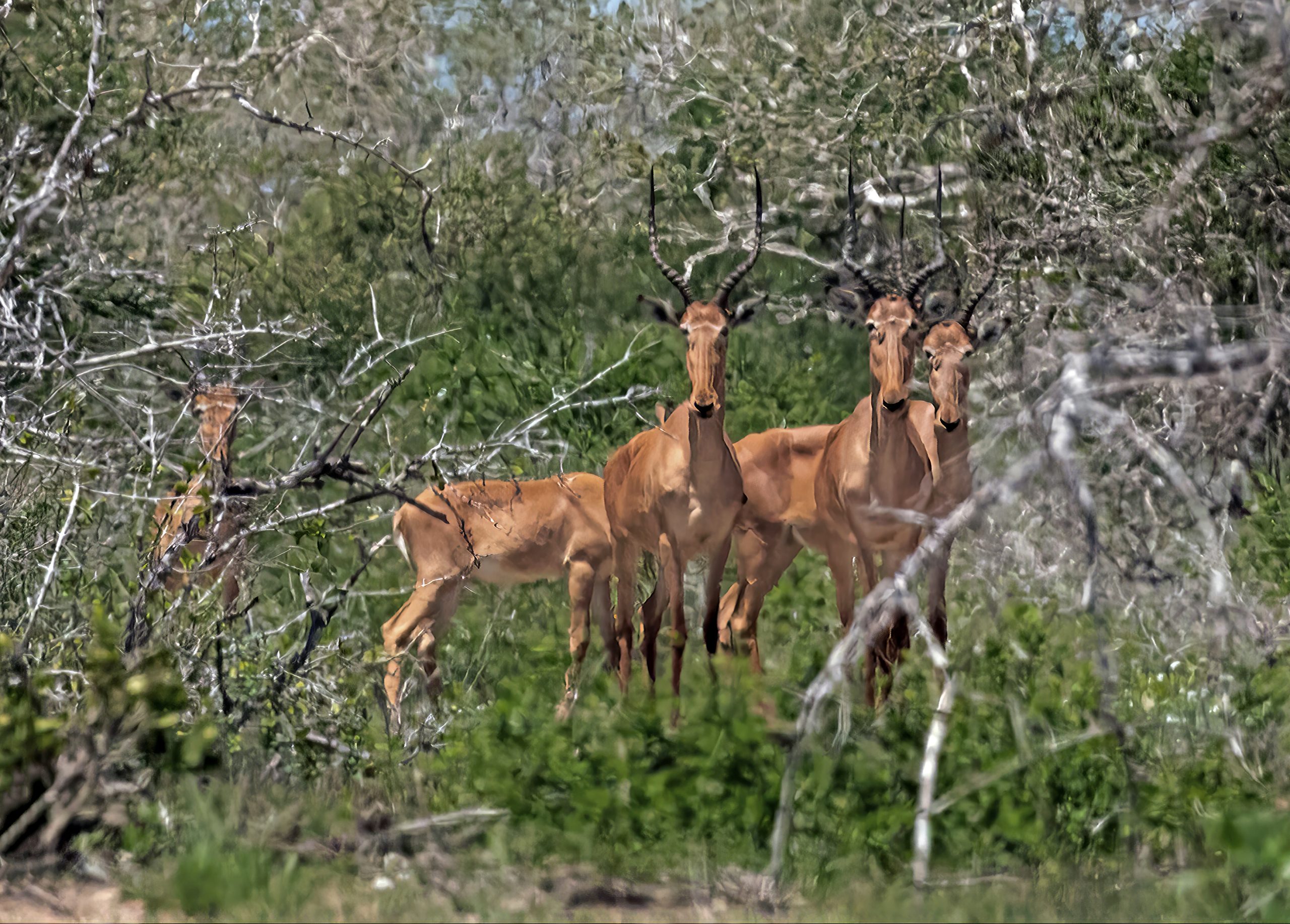 Hirola Family in Ishakbini Sanctuary